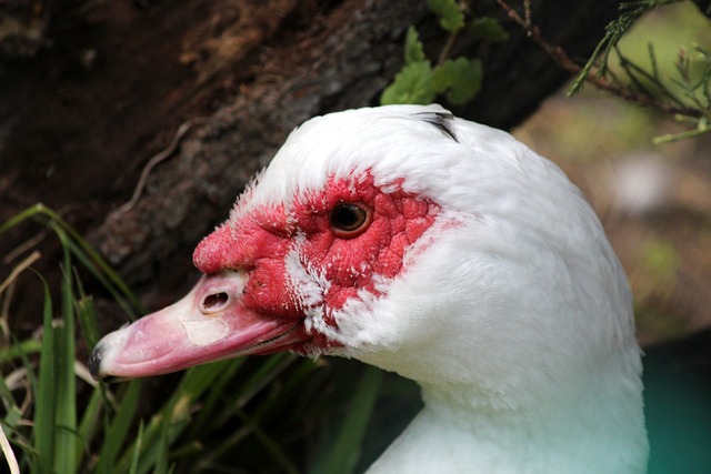 探和策劃戰 探和策劃戰